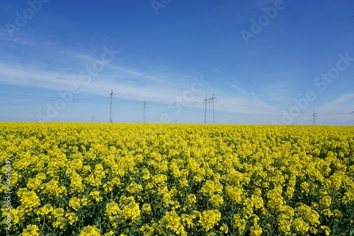 Breathtaking view of dense yellow rape field under blue and white sky