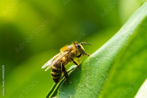 Closeup shot of a bee standing on a large green leaf in a garden