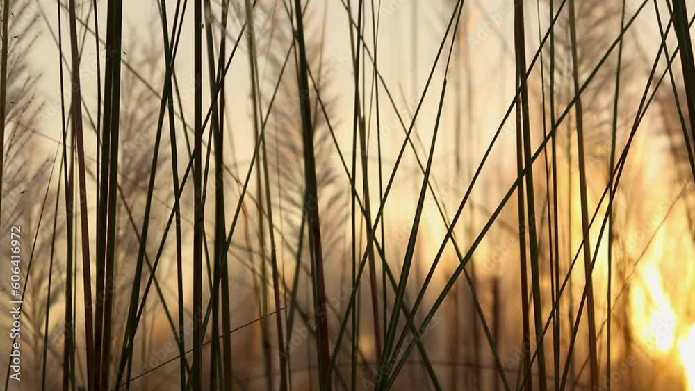 reeds at sunset reeds at sunset