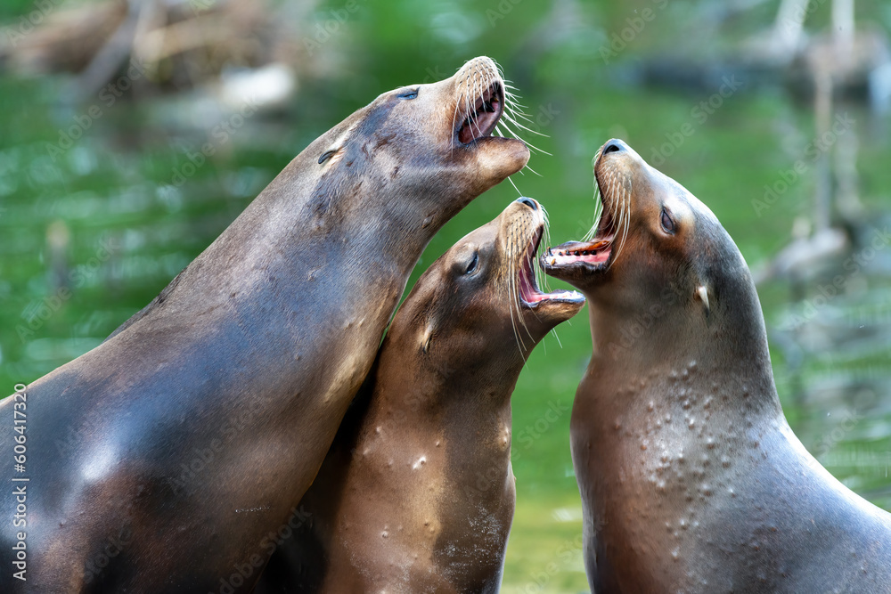 Φωτογραφία Closeup shot of three singing California sea lions in the nature