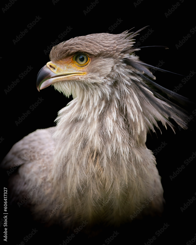 Vertical closeup shot of a secretary bird on black background Vertical closeup shot of a secretary bird on black background