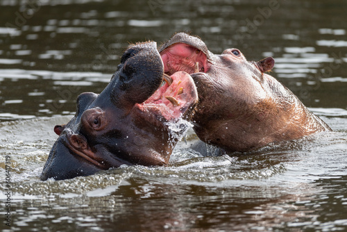 Closeup shot of two hippos in the water