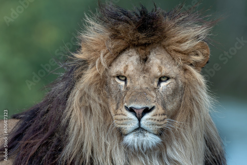 Fototapeta Naklejka Na Ścianę i Meble -  Closeup shot of a lion on blurred background