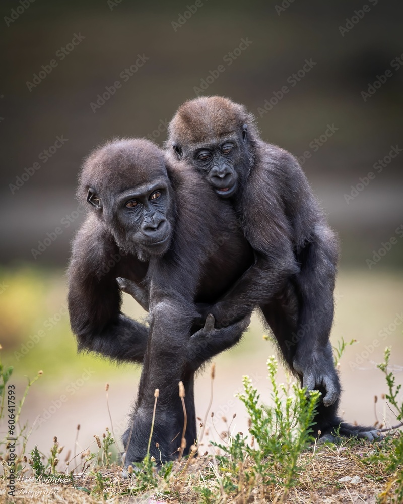 Western lowland gorillas play with each other Western lowland gorillas play with each other