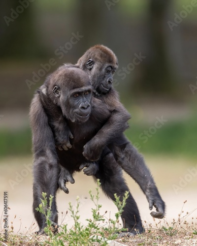 Western lowland gorillas play with each other