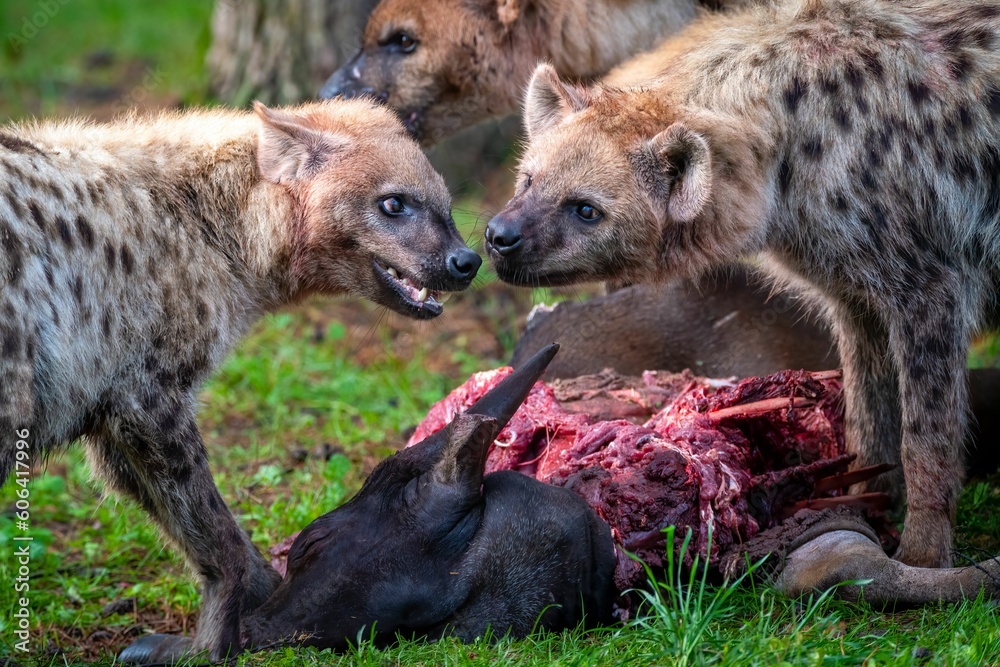 Closeup shot of hyenas fighting over bloody prey on a field Closeup shot of hyenas fighting over bloody prey on a field