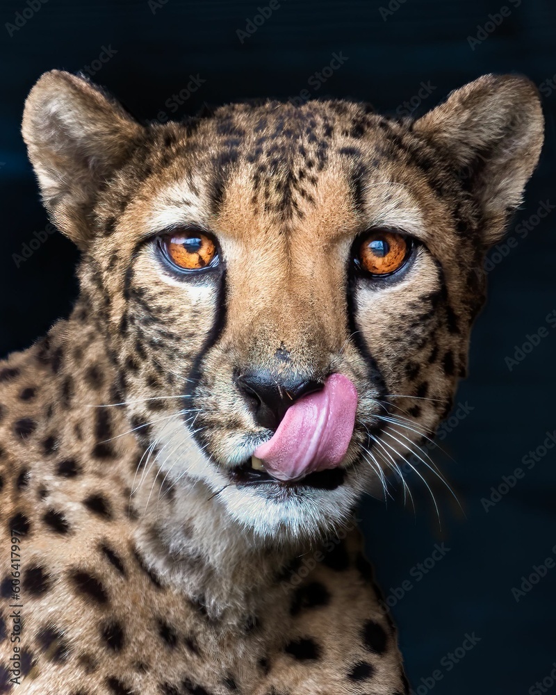 Vertical closeup shot of the details on a beautiful spotted cheetah licking its snout Vertical closeup shot of the details on a beautiful spotted cheetah licking its snout