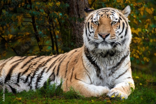Siberian tiger lying on the grass in its habitat