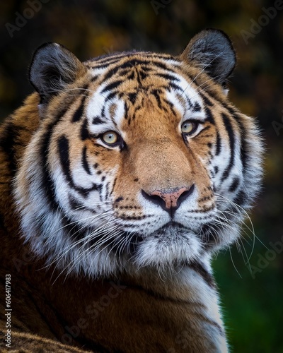 Vertical closeup shot of a beautiful Siberian tiger face