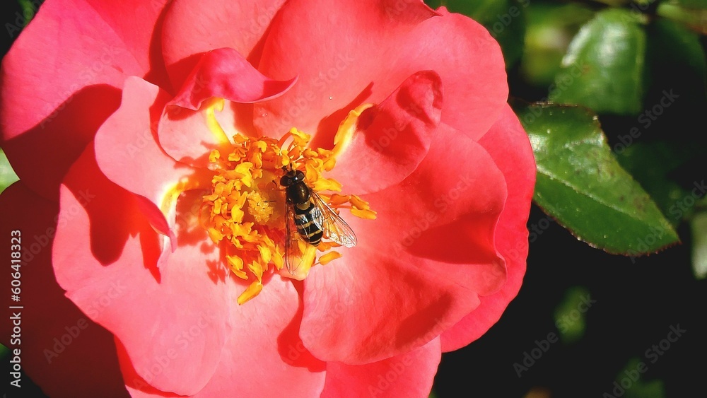 Closeup of a cute little bee collecting nectar from a beautiful pink flower in a sunny garden