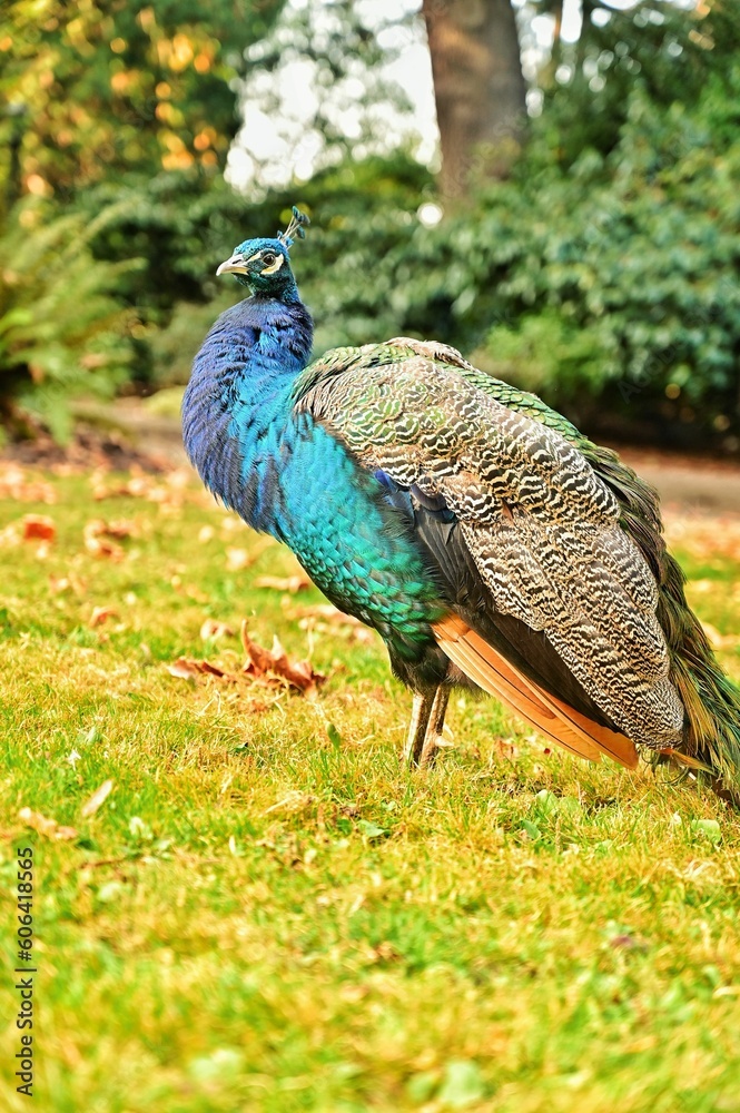 Obraz premium Beautiful common peacock in a park