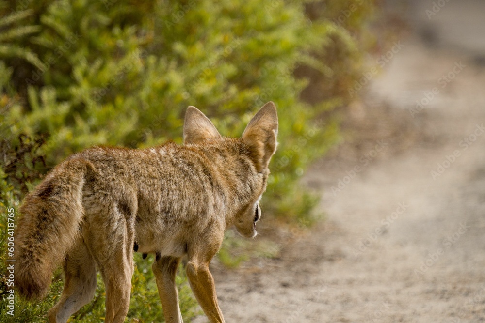 Closeup of a Golden jackal from behind walking on a gravel road