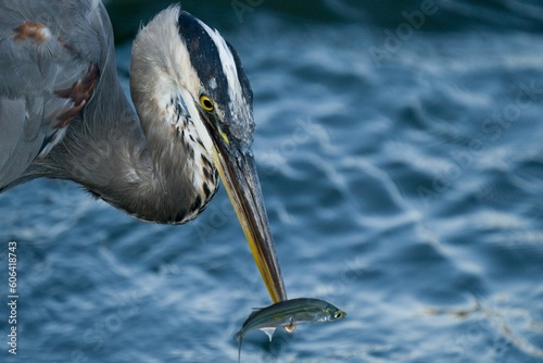 Bilde på lerret Closeup of a Gray heron with a fish on a beak