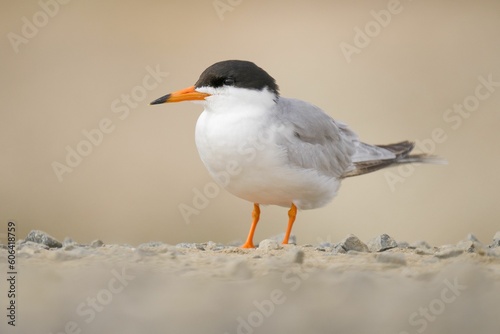 Closeup of a cute little tern on a ground © Rebecca Vargas/Wirestock Creators