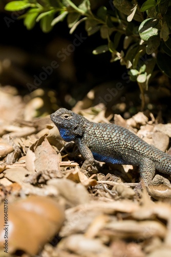 Vertical shot of a Steppe agama  lizard on the dry stumps