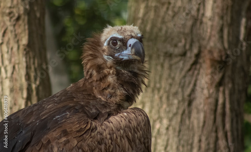  Vulture close-up. The bird of prey looks to the side  birds