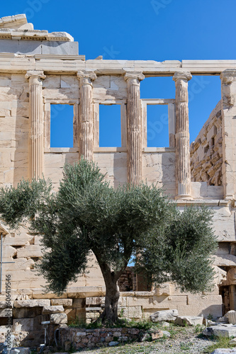 Columns of the Parthenon against the blue sky in Greece. Olive tree near the walls of the temple. Temple of Athena. 26.10.2020. Athens, Greece. Vertical photo.