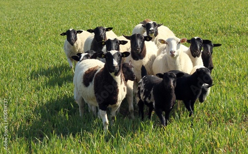 A flock of white and black sheep together on a green meadow