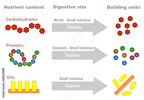 Absorption nutrients absorption diagram. Effect enzymes digestion infographic. Digestive site, protein, carbohydrates, oils, vitamin, minerals content. Mouth, chewing, small intestine, stomach. Vector