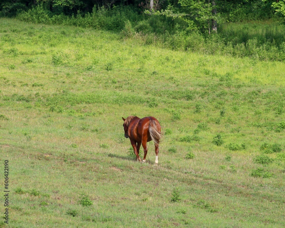 Fototapeta premium Brown horse walking around on a rural green field