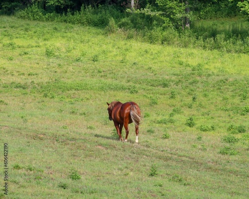 Brown horse walking around on a rural green field