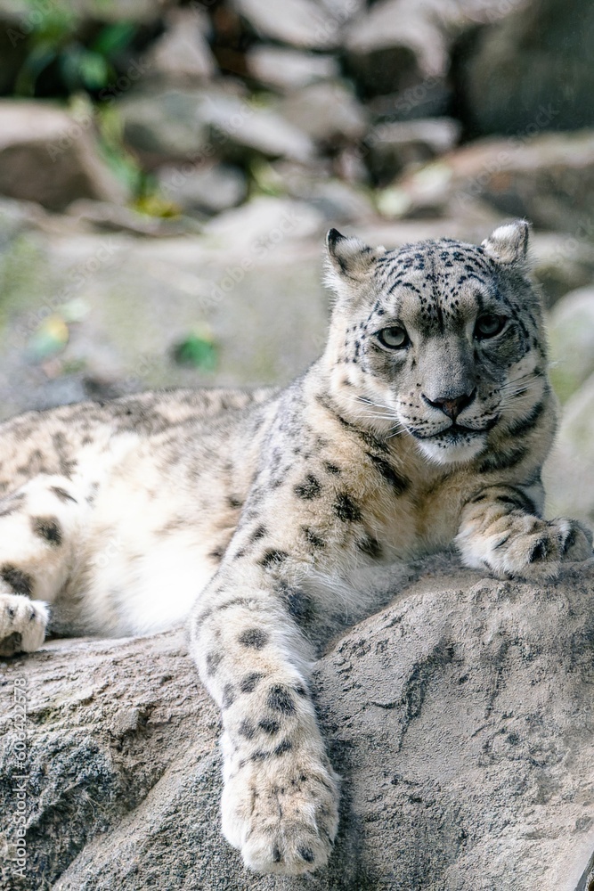Beautiful shot of a snow leopard relaxing on a rock Beautiful shot of a snow leopard relaxing on a rock