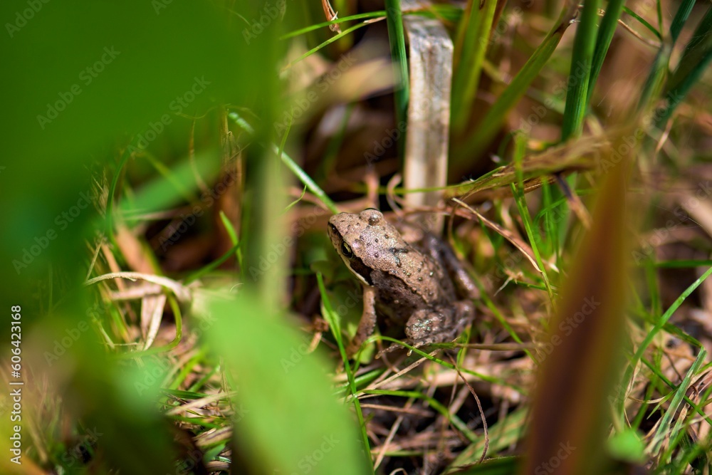 Brown frog on grasses under a sunny day