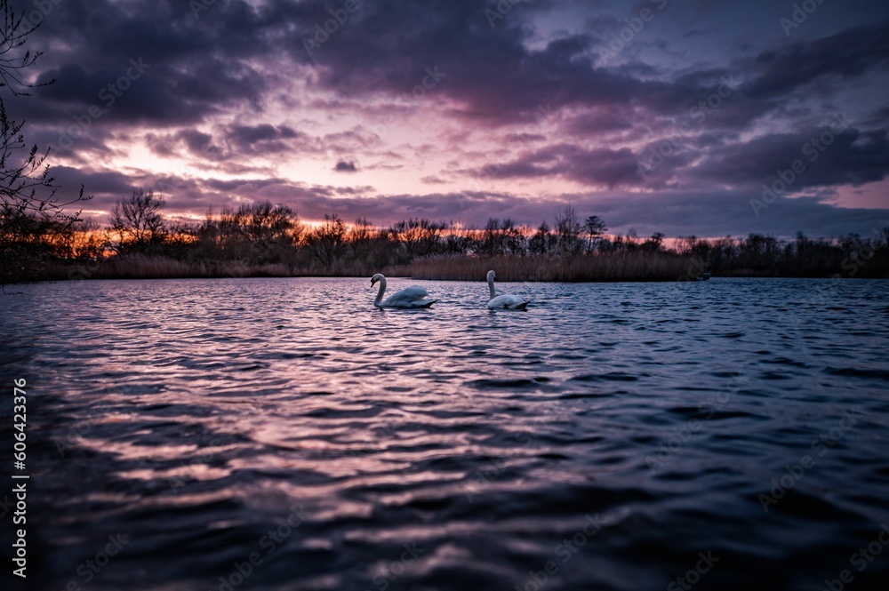 Graceful white swans swimming on the tranquil waves of a lake captured at sunset, symbol of purity