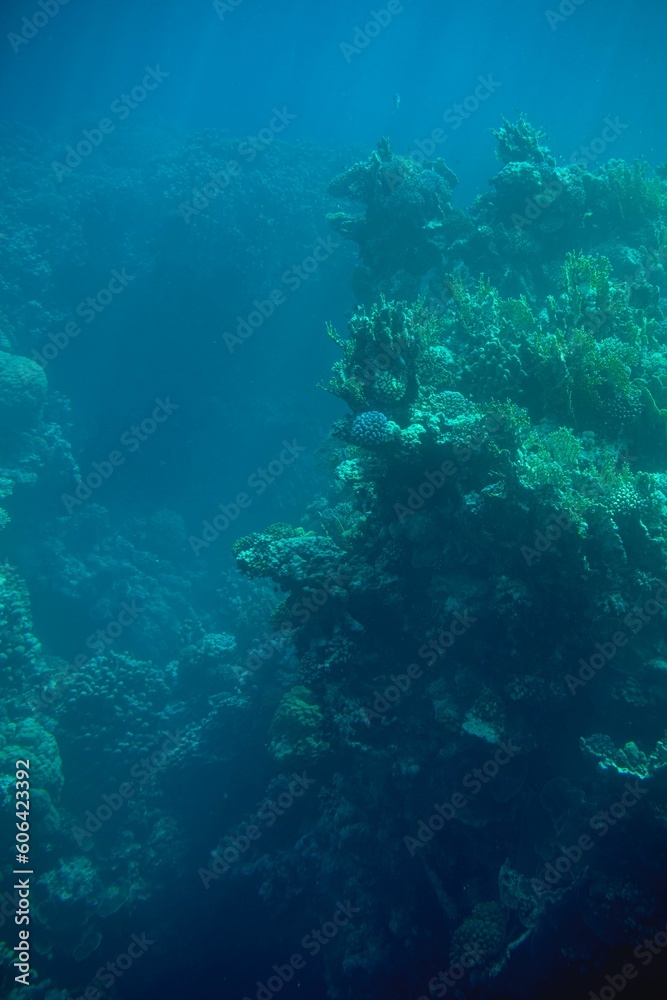 Εκτύπωση καμβά Vertical of underwater coral reefs in the depths of an ocean
