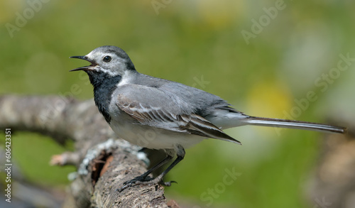 Adult female White wagtail (motacilla alba) makes loud calls with wide open beak on lichen perch