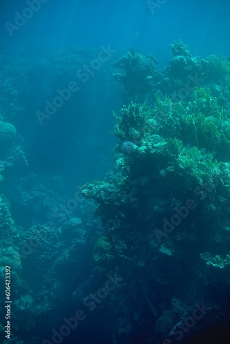 Vertical of underwater coral reefs in the depths of an ocean © Mati Krawczyk/Wirestock Creators