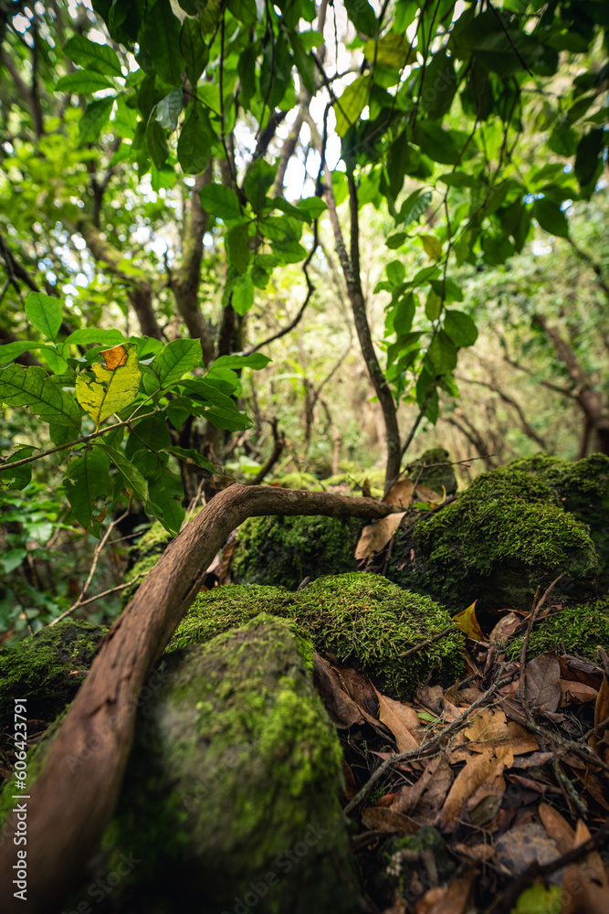 Vertical closeup of mossy stones surrounded by trees and leaves in a forest