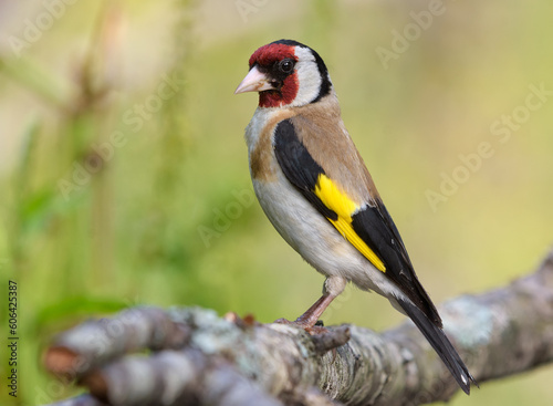 European goldfinch (Carduelis carduelis) perched on lichen covered branch in full plumage beauty
