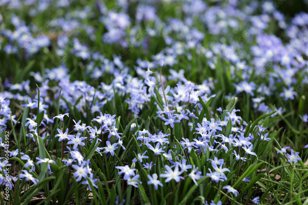Fototapeta premium Scilla squill flowering in a meadow
