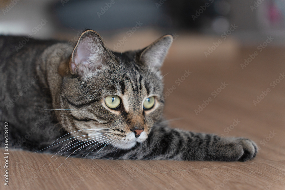 Cute pet. The domestic cat lies on the floor and looks away. High quality photo