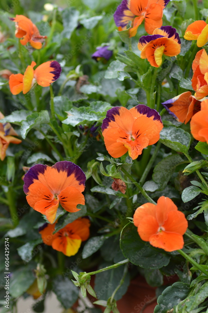 orange flowers in garden orange flowers in garden