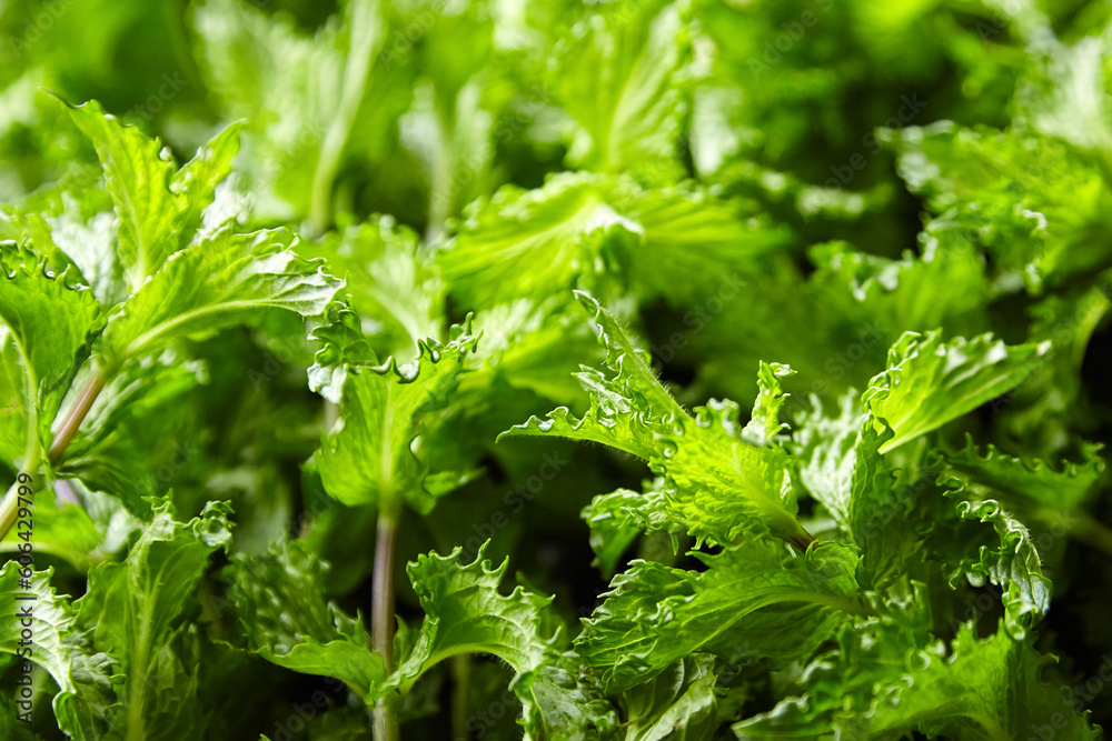 Fresh mint herb leaves texture background. Green mint plant Fresh mint herb leaves texture background. Green mint plant