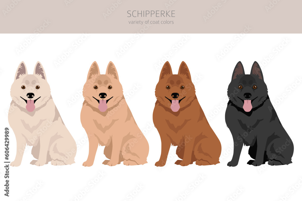 Schipperke clipart. Different poses, coat colors set Schipperke clipart. Different poses, coat colors set
