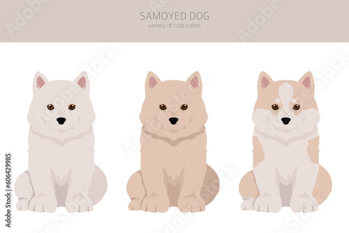 Samoyed dog puppy clipart. Different poses, coat colors set