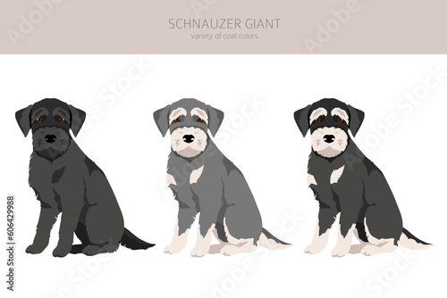 Schhnauzer Giant puppy clipart. Different poses, coat colors set
