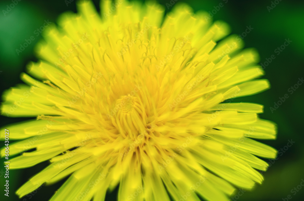 Yyellow dandelion flower on a green background Yyellow dandelion flower on a green background