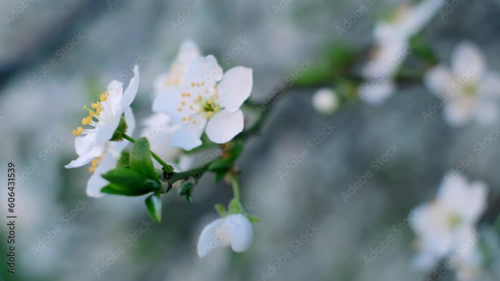 spring leaves, leafing out in spring, first bloom in spring, Flowers Cherry Blossom, White Flower Sakura, Timelapse, Tree Blossom, Nature spring leaves, leafing out in spring, first bloom in spring, Flowers Cherry Blossom, White Flower Sakura, Timelapse, Tree Blossom, Nature