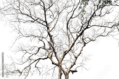Dry branch of trees on white background © หอมกลิ่น กล้วยไม้