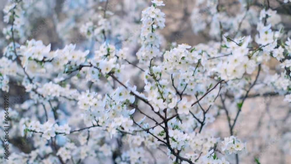 spring leaves, leafing out in spring, first bloom in spring, Flowers Cherry Blossom, White Flower Sakura, Timelapse, Tree Blossom, Nature spring leaves, leafing out in spring, first bloom in spring, Flowers Cherry Blossom, White Flower Sakura, Timelapse, Tree Blossom, Nature