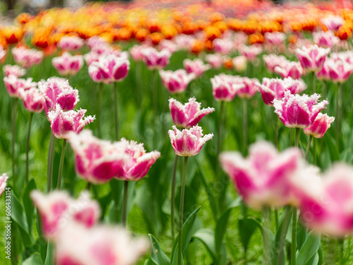 Netherlands tulips close-up selective focus blurred background. Tender flowers blossoming in garden at spring season. Blooming flowerbeds wallpaper modern toning. Springtime floral holiday screensaver © KawaiiS