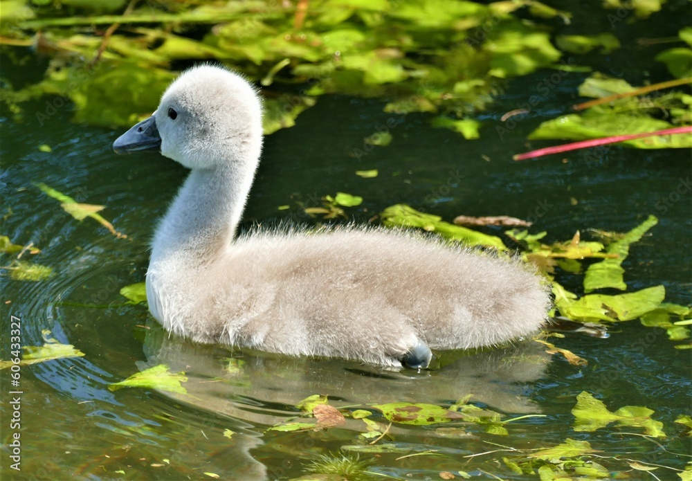 Baby swan on the lake swimming portrait