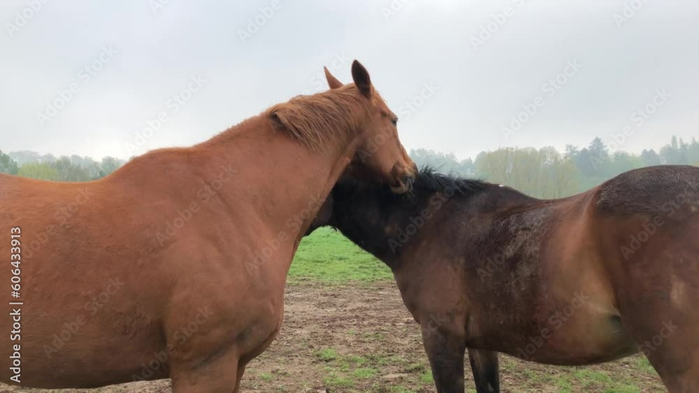 Two brown Oldenburger horses standing together in a meadow on a pasture grooming each other in the rural countryside
Two brown Oldenburger horses standing together in a meadow on a pasture grooming each other in the rural countryside