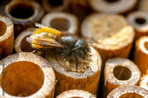 European orchard bee (Osmia cornuta) finishing the colsure of the nest in our bee hotel.