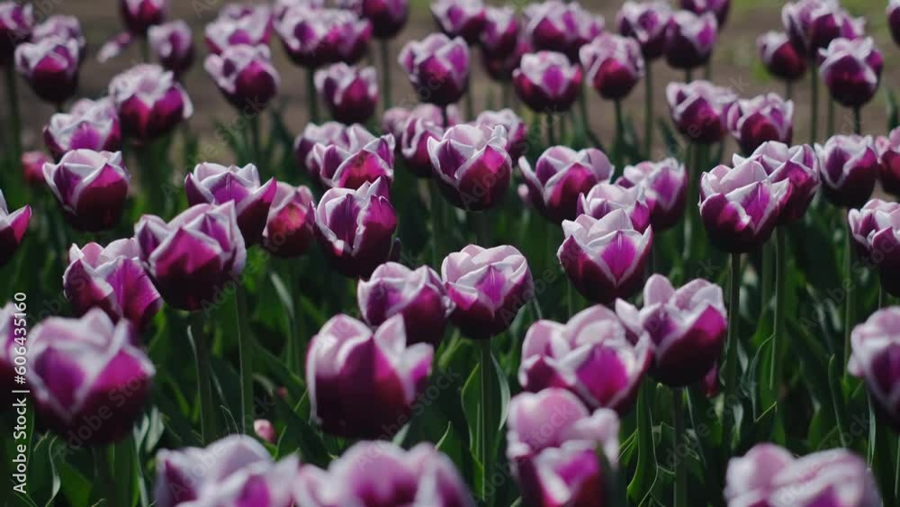 Beautiful bright colorful pink Spring tulips. Field of tulips. Tulip flowers blooming in the garden. Panning over many tulips in a field in spring. Colorful field of flowers in nature. Beautiful bright colorful pink Spring tulips. Field of tulips. Tulip flowers blooming in the garden. Panning over many tulips in a field in spring. Colorful field of flowers in nature.
