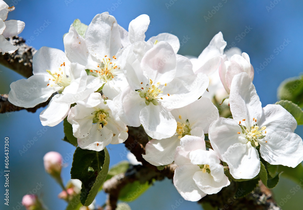 Apple tree blooming with bright white flowers in spring